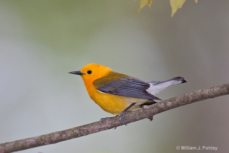 Prothonotary Warbler 1 - ID: 10190447 © William J. Pohley