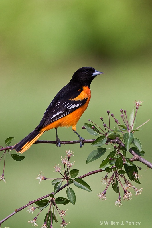Baltimore Oriole 6 - ID: 10190450 © William J. Pohley