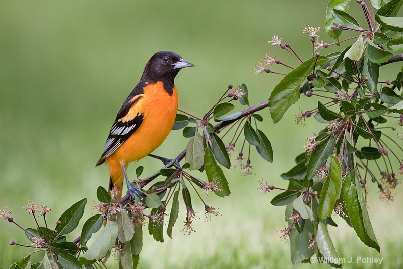 Baltimore Oriole 4 - ID: 10190453 © William J. Pohley