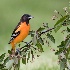 © William J. Pohley PhotoID # 10190453: Baltimore Oriole 4