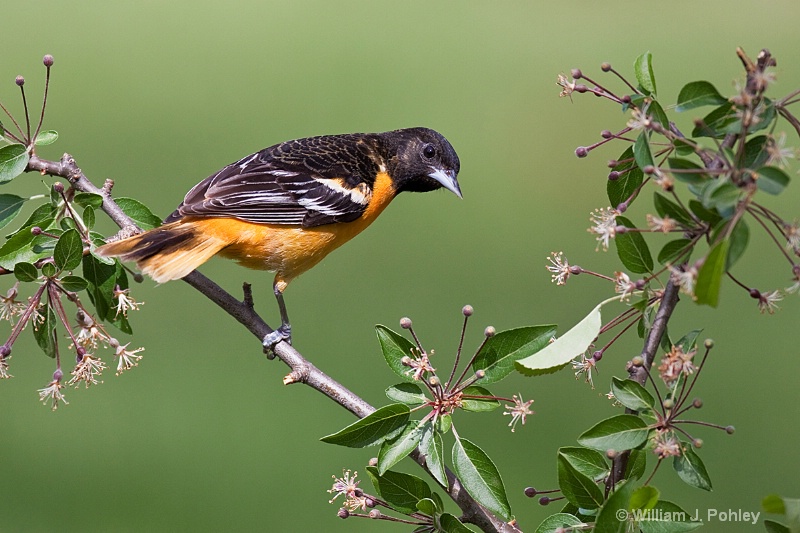 Baltimore Oriole 3 - ID: 10190454 © William J. Pohley