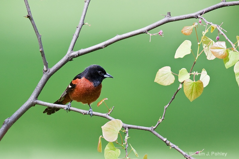 Orchard Oriole - ID: 10190455 © William J. Pohley