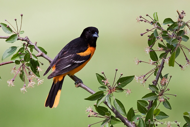 Baltimore Oriole 2 - ID: 10190457 © William J. Pohley