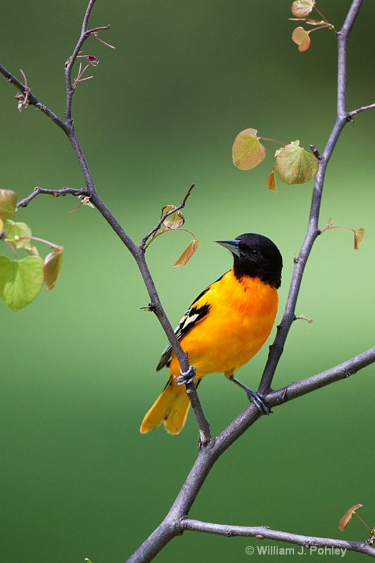 Baltimore Oriole 1 - ID: 10190458 © William J. Pohley