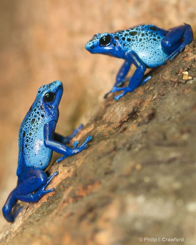 Poisonous Dart Frogs