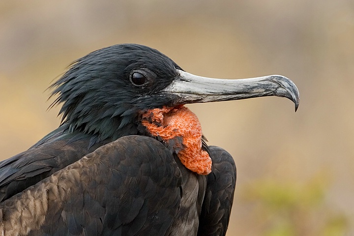 Magnificent Frigatebird