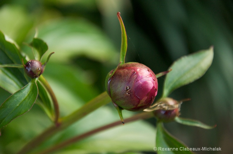 Ants opening the Peonies