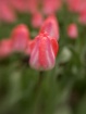 Soft Tulip