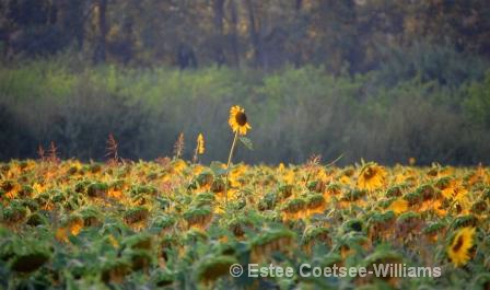 Sunflower fields, Avignon