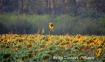 Sunflower fields,...