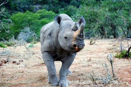 Rhino Bull