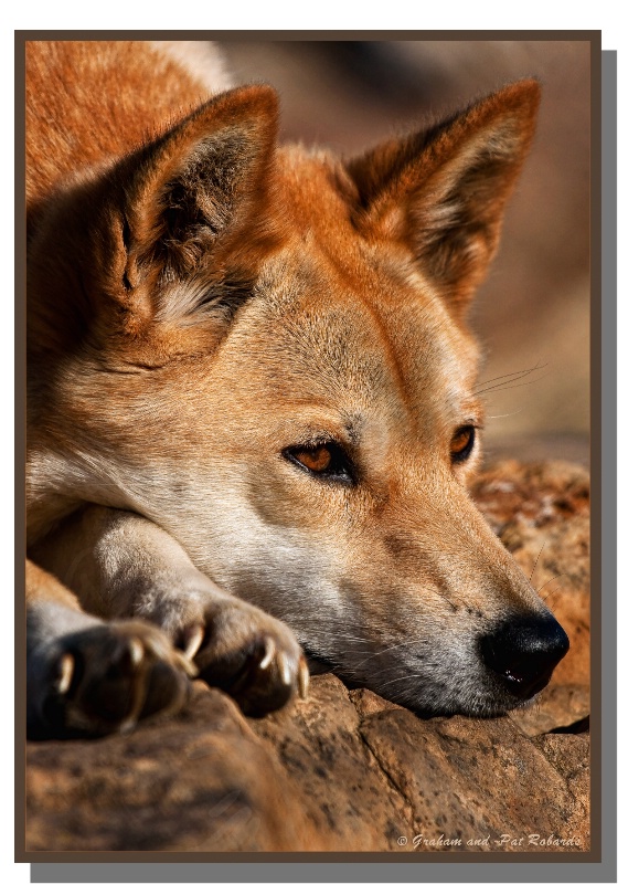  Dingo, wild  dog waiting