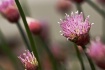 Chives 1