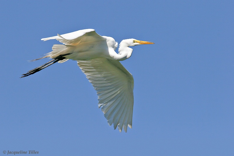 Great Egret in Flight - ID: 10191974 © Jacqueline A. Tilles