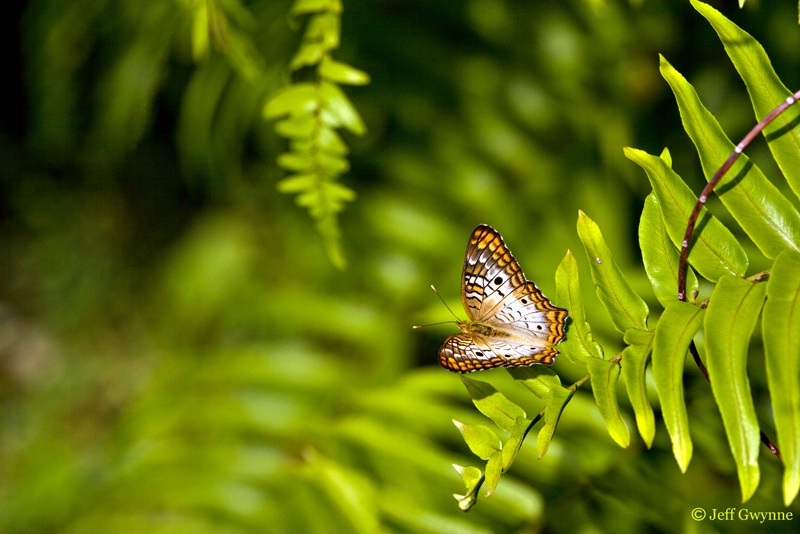 White Peacock Butterfly - ID: 10192122 © Jeff Gwynne