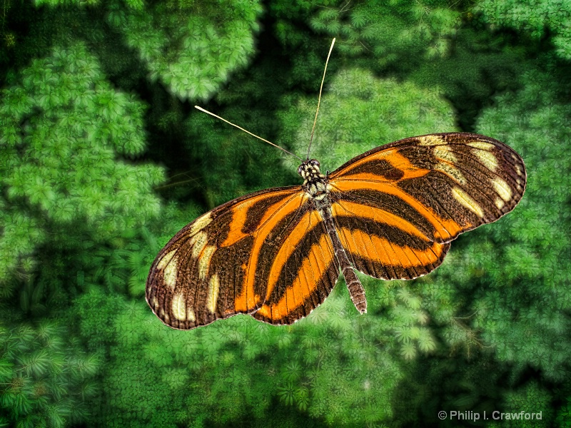 Butterfly over forest