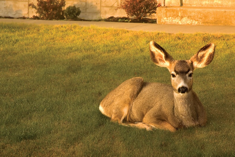 Deer on the front lawn