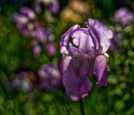 Iris Impressios II