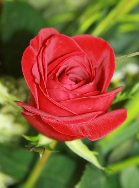 Deep Red Rose