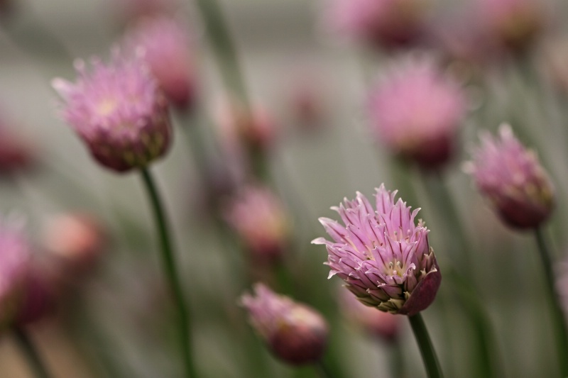 Chives 3