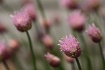 Chives 3