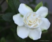 Gardenia 4