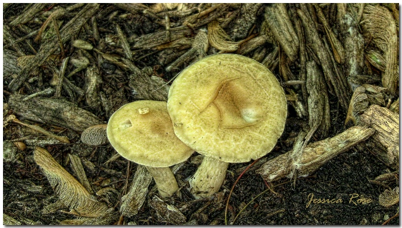 Mushrooms by Jess