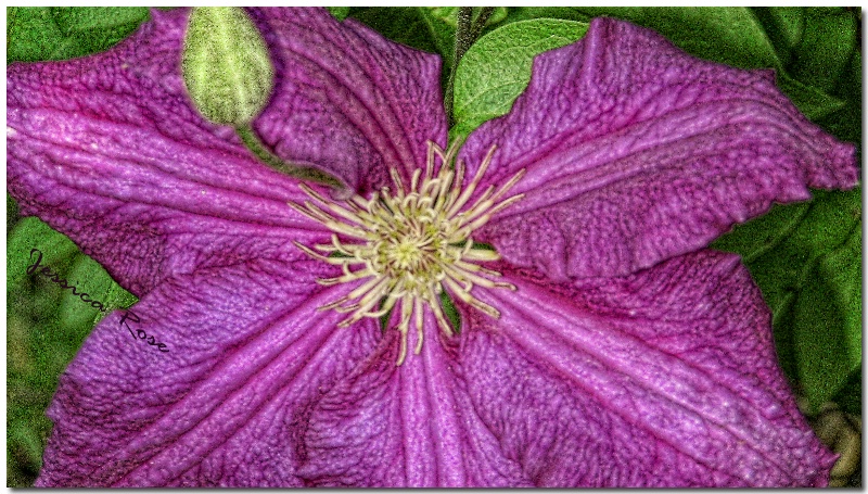 Clematis  by Jess