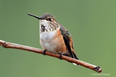 Hummingbird 4495