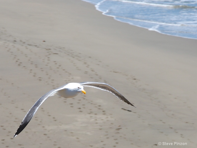 Seagull above Bodega Beach - ID: 10200473 © Steve Pinzon
