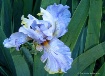 Hoopla Iris