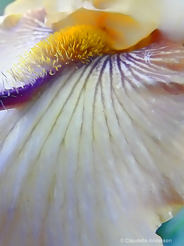 CloseUp of Thornbird Iris