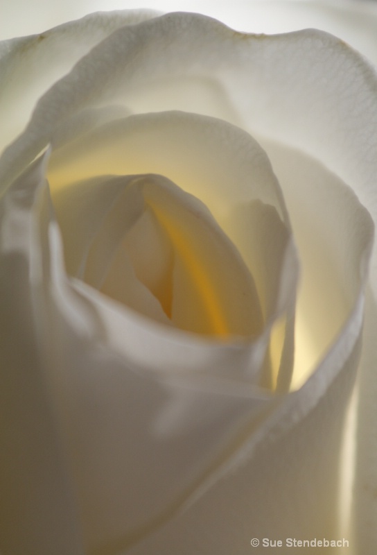 Yellow Rose II - ID: 10204348 © Sue P. Stendebach