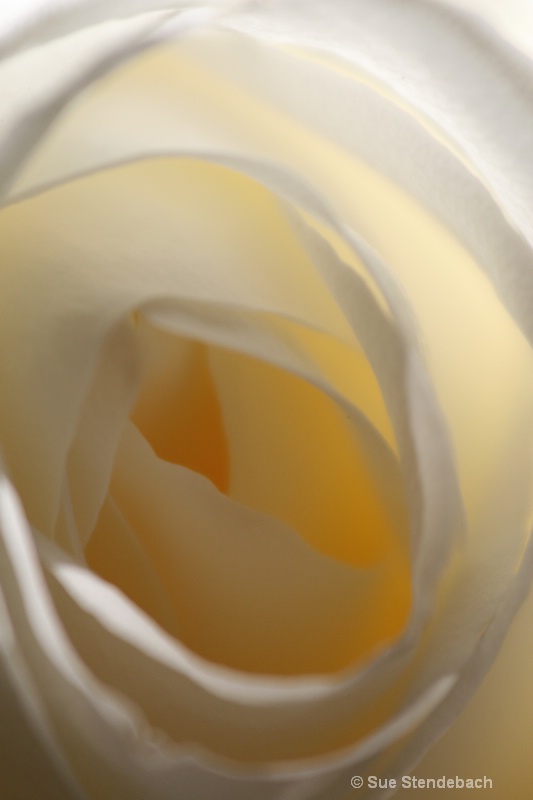 Yellow Rose I - ID: 10204354 © Sue P. Stendebach