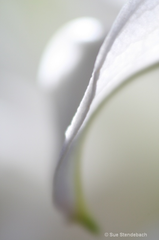 White Lily II - ID: 10204356 © Sue P. Stendebach
