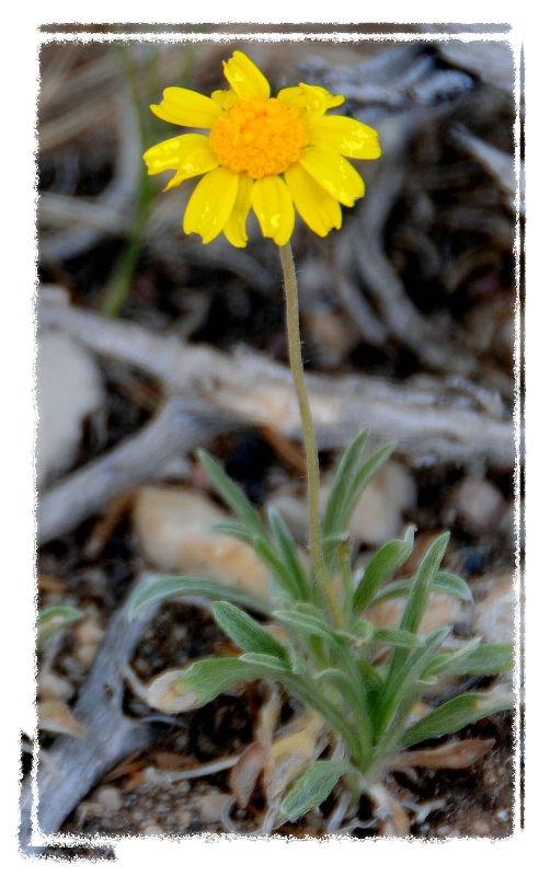 Grand Canyon flower - ID: 10204872 © SHIRLEY MARGUERITE W. BENNETT