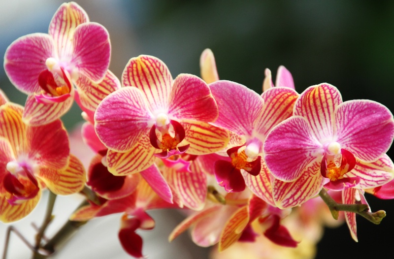 Perfect orchids