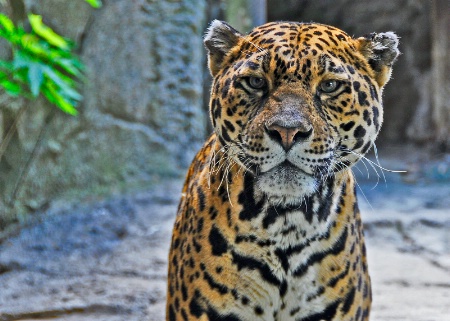 Curious Jaguar.