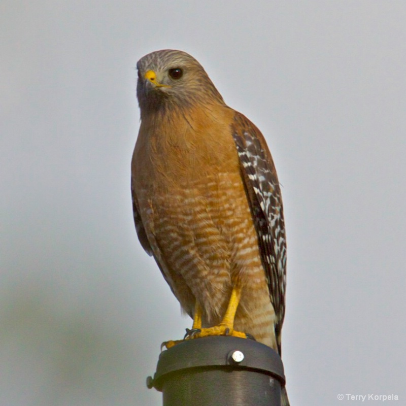 Red Shouldered Hawk - ID: 10209112 © Terry Korpela