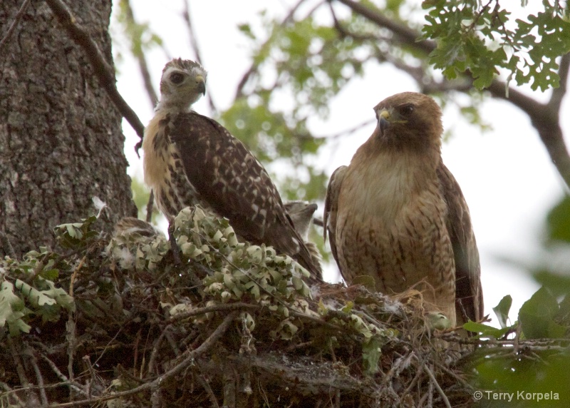Red Shouldered Hawk with infants - ID: 10209113 © Terry Korpela