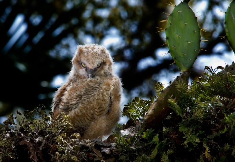 Horned owl chick 3 - ID: 10209735 © Michael Cenci