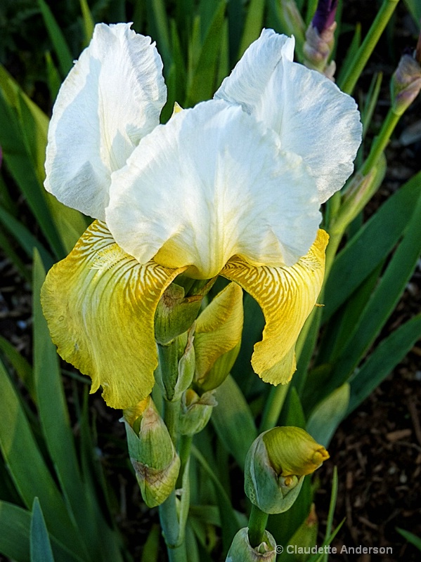 Protocol Tall Bearded Iris with buds