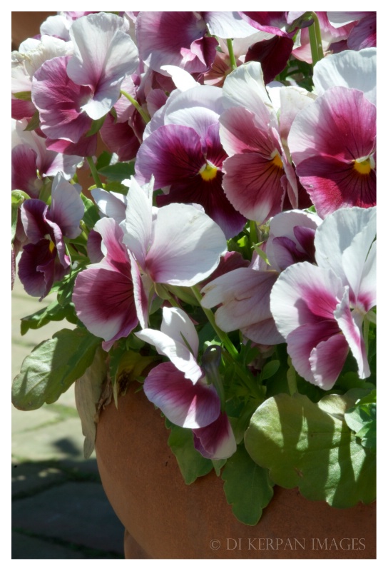 pot of pansy
