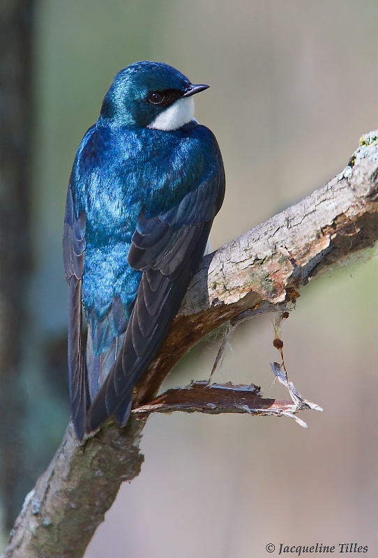 Tree Swallow - ID: 10212885 © Jacqueline A. Tilles