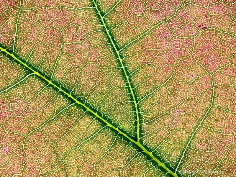Oak Leaf - ID: 10214323 © Janet  R. Schwartz