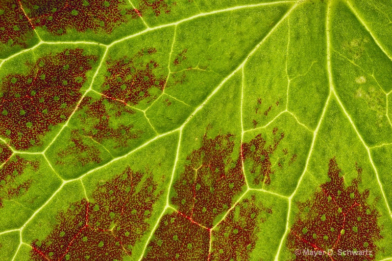 Geranium Leaf - ID: 10214331 © Janet  R. Schwartz
