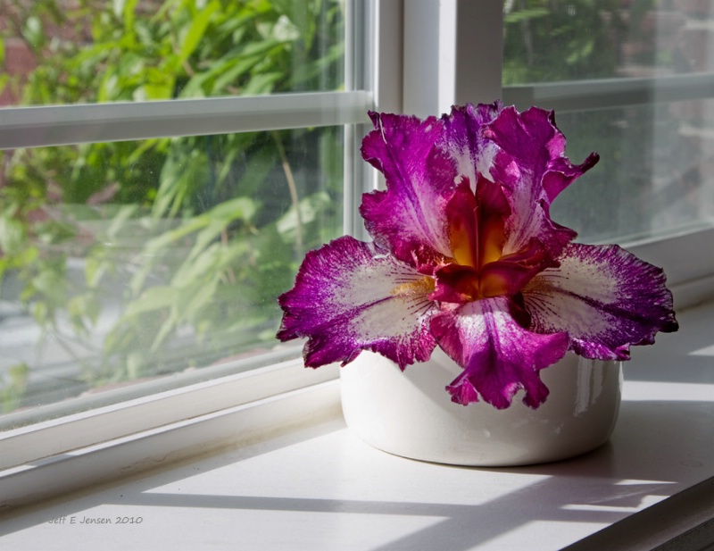 Iris In The Window
