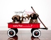 Puppy Trio
