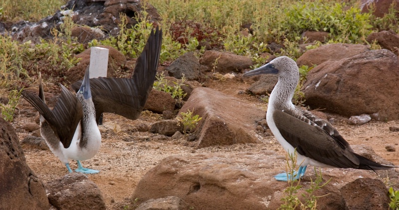 Blue-foooted booby mating ritual