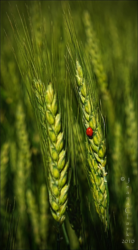~ THE WHEAT LADY ~